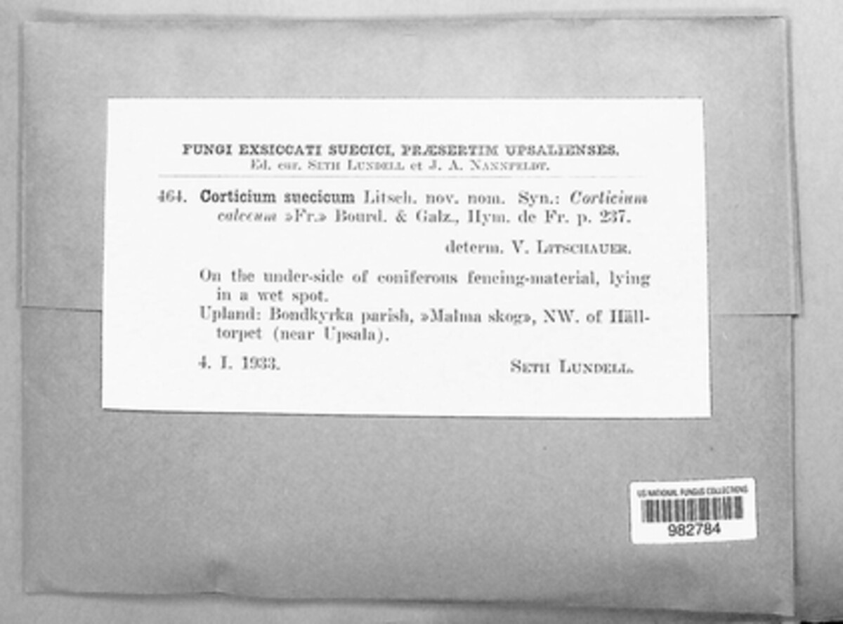Sistotremastrum suecicum image